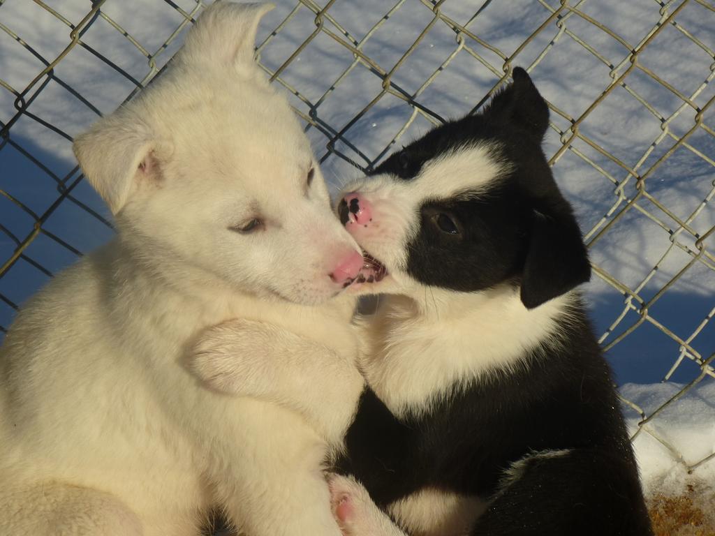 Guesthouse Husky Ivalo Eksteriør billede