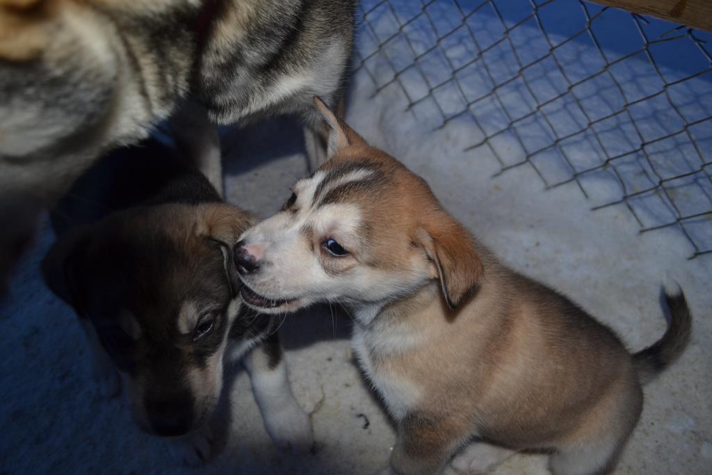Guesthouse Husky Ivalo Eksteriør billede